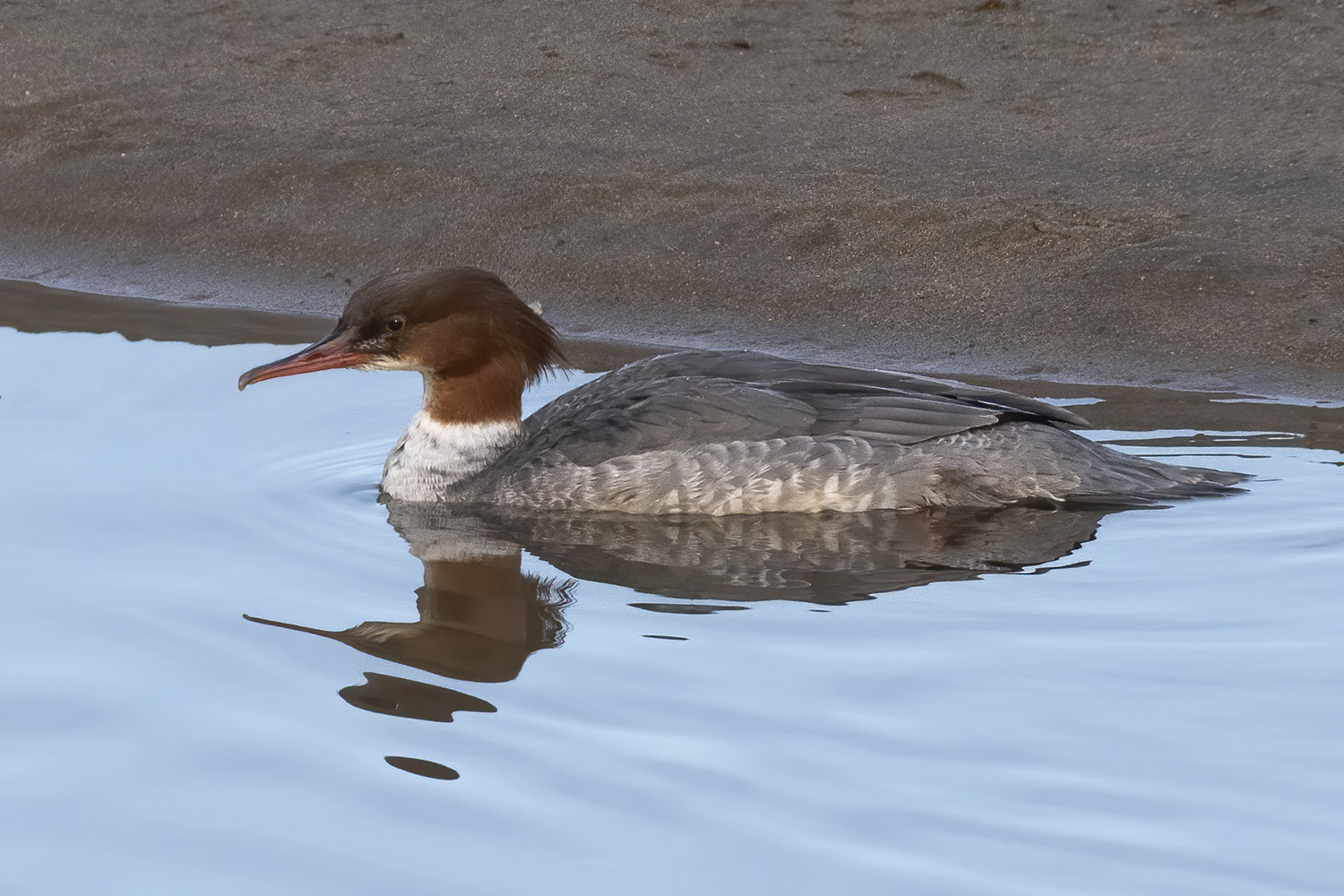 Common Merganser